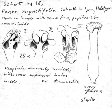 Vorschaubild Persea angustifolia Schott